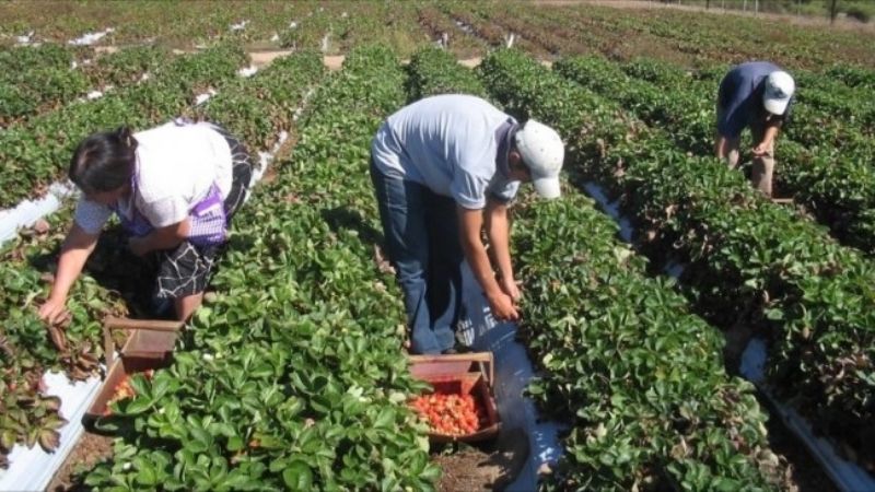Los trabajadores rurales recibirán el bono de fin de año