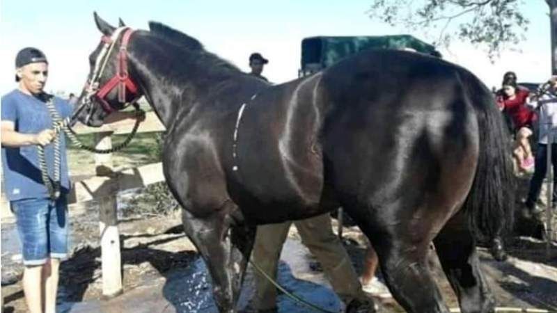 Así llegaba el campeón Americano a Bañado de Ovanta