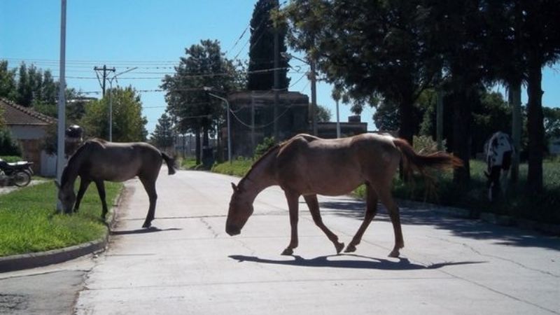 Secuestran animales sueltos en la ciudad