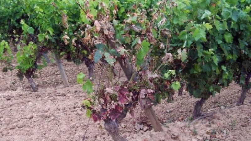 Finalizó la campaña de reinjertación en vid