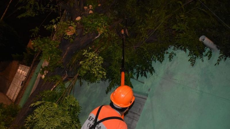 Retiraron un árbol caído sobre una vivienda