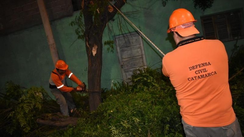Retiraron un árbol caído sobre una vivienda