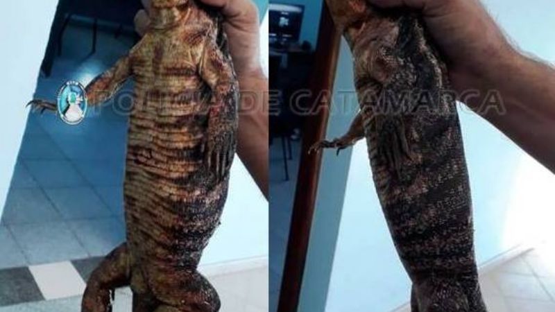Policías secuestraron una iguana en Valle Viejo