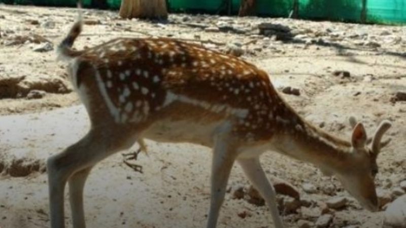 Evalúan clausurar el Zoológico de Córdoba