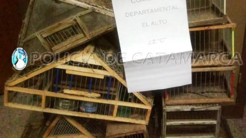 Secuestran aves canoras y tramperas