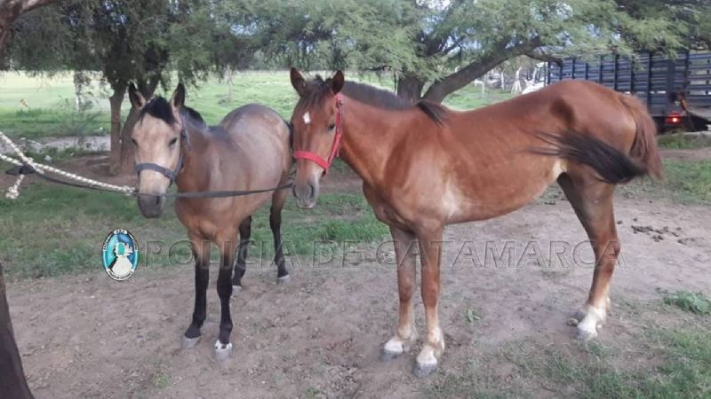Secuestran dos caballos en calles de la ciudad