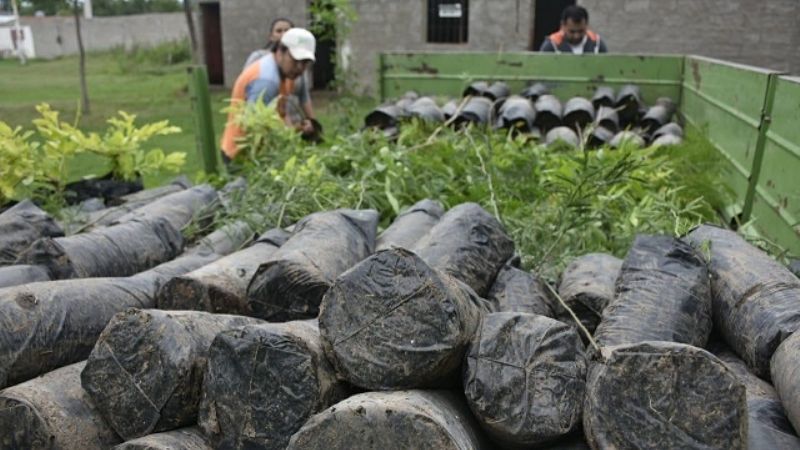Entrega de plantas en el departamento Santa Rosa