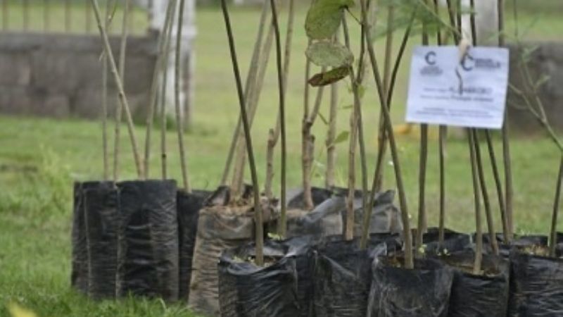 Entrega de plantas en el departamento Santa Rosa
