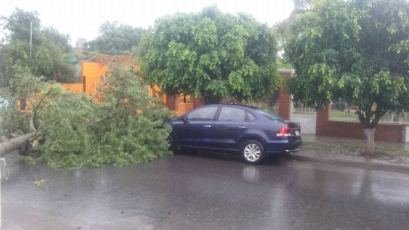 La lluvia torrencial derribó un árbol en La Ermita