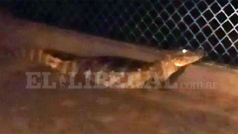 Encontraron un yacaré en la costanera termense