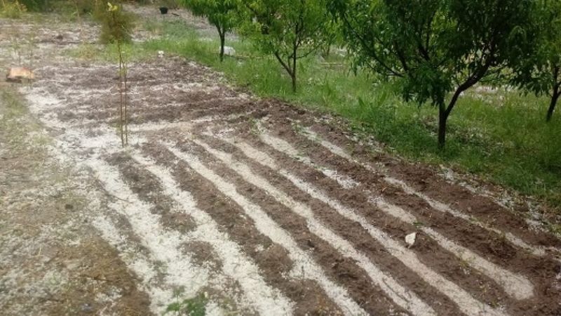 El granizo afectó varios cultivos en San José