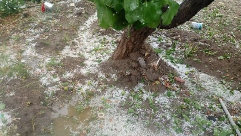 El granizo afectó varios cultivos en San José