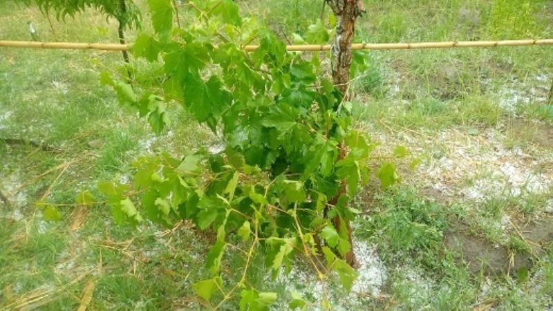 El granizo afectó varios cultivos en San José