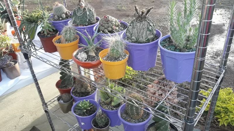 Expocactus 2018 en la Casa de la Cultura