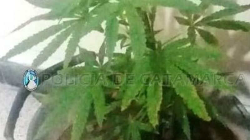 Secuestran un minicomponente y un planta de marihuana