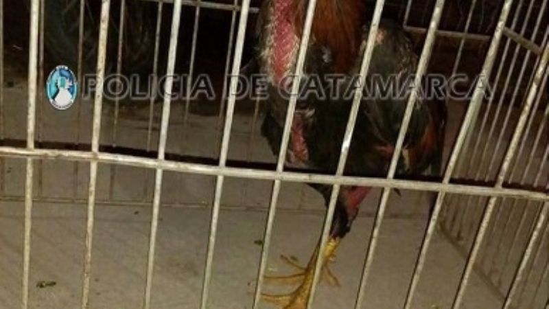 Secuestran un gallo de riña