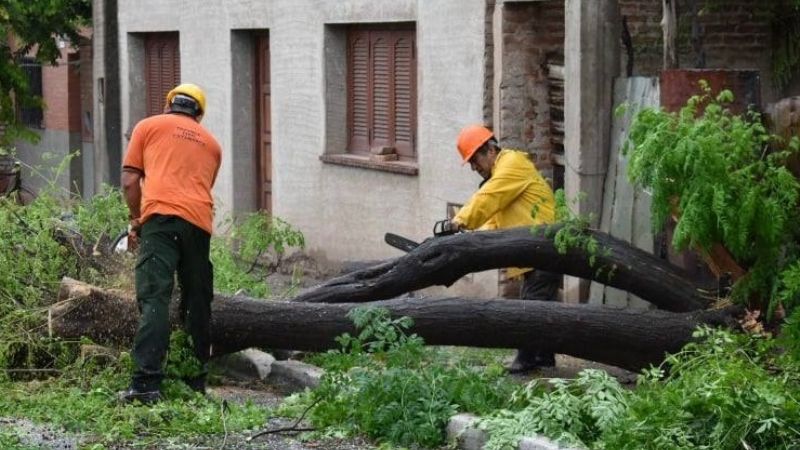 Retiran un árbol de gran porte que se cayó