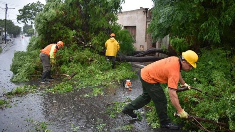 Retiran un árbol de gran porte que se cayó