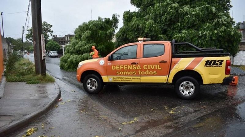 Retiran un árbol de gran porte que se cayó