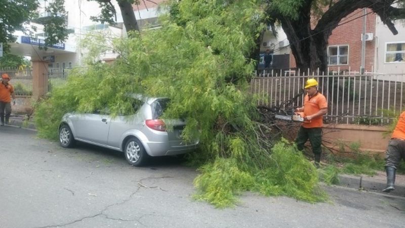 Otro árbol se desplomó y cayó sobre un auto