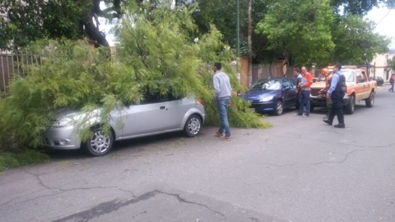 Otro árbol se desplomó y cayó sobre un auto