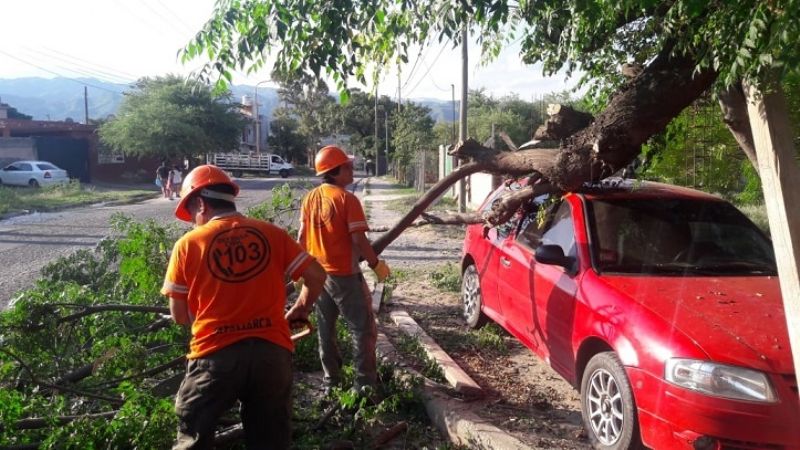 Rama de importante tamaño cayó sobre un auto