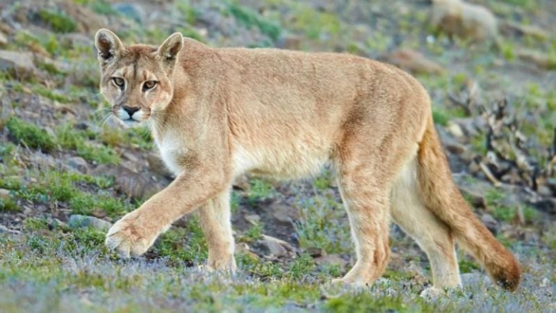 Secuestraron un puma que tenían como mascota