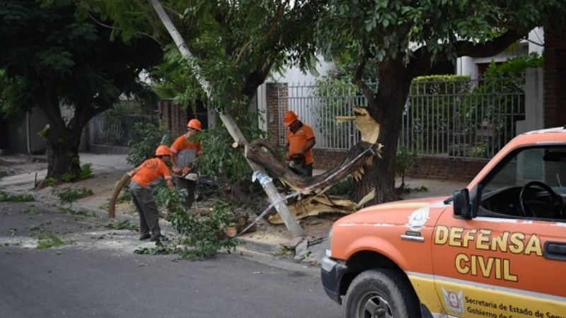 Se desprendió una gran rama de un árbol