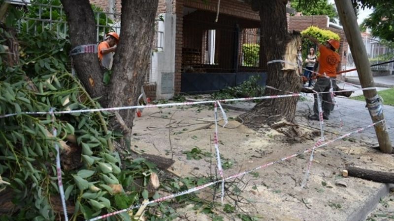 Se desprendió una gran rama de un árbol
