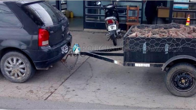 Secuestran 45 animales porcinos en Capayán