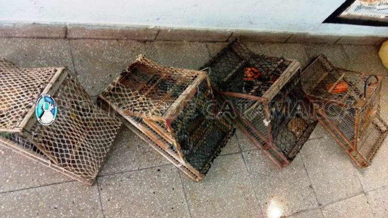 Secuestran tramperas y aves trasladadas en un auto conducido por un menor