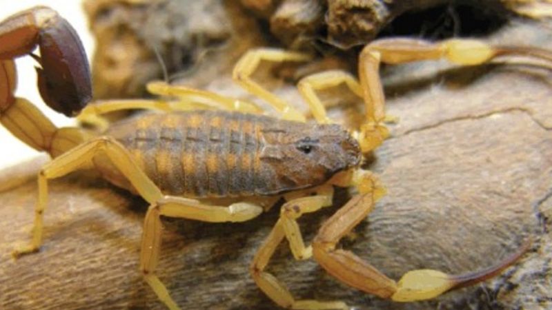 Medidas de prevención ante picaduras de alacranes