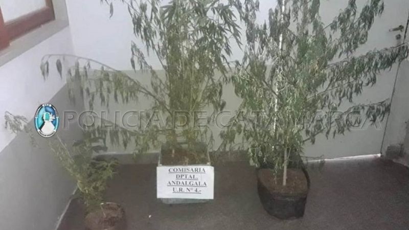 Buscaban una moto-guadaña robada y encontraron 3 plantas de marihuana