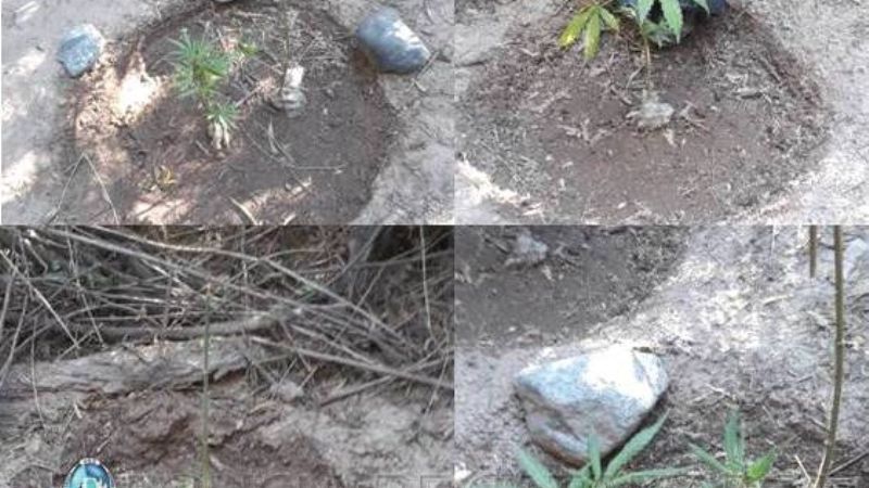 Cultivaban plantas de marihuana en un descampado de Belén