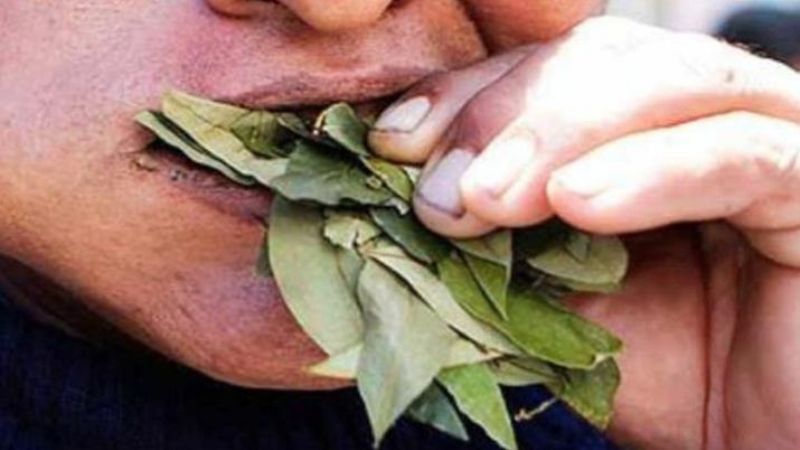 Se atragantó masticando hojas de coca y falleció