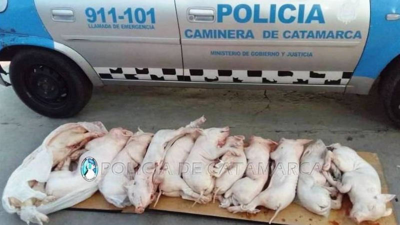 Llevaba 11 lechones faenados