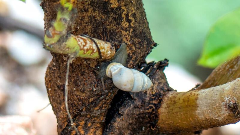 ¿Conocés las Minas de Mica de Pomancillo Oeste?