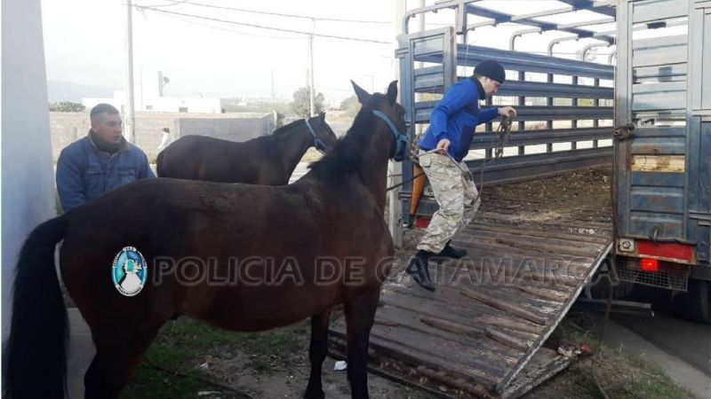 Secuestran animales sueltos en Valle Viejo