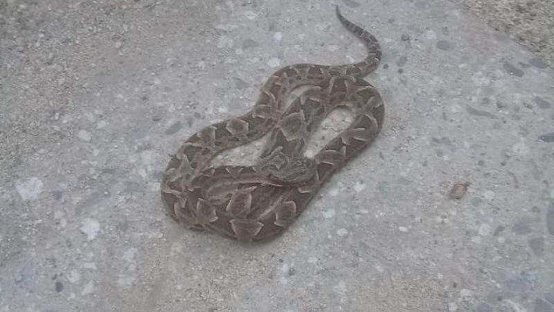 Vecinos en alerta por la aparición de víboras