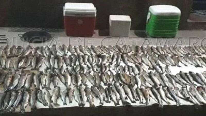 Cuatro aprehendidos y un demorado con 233 truchas y documentación vencida