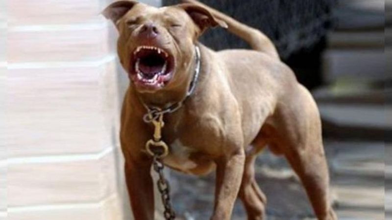 Policías asistieron a un hombre atacado por un Pitbull