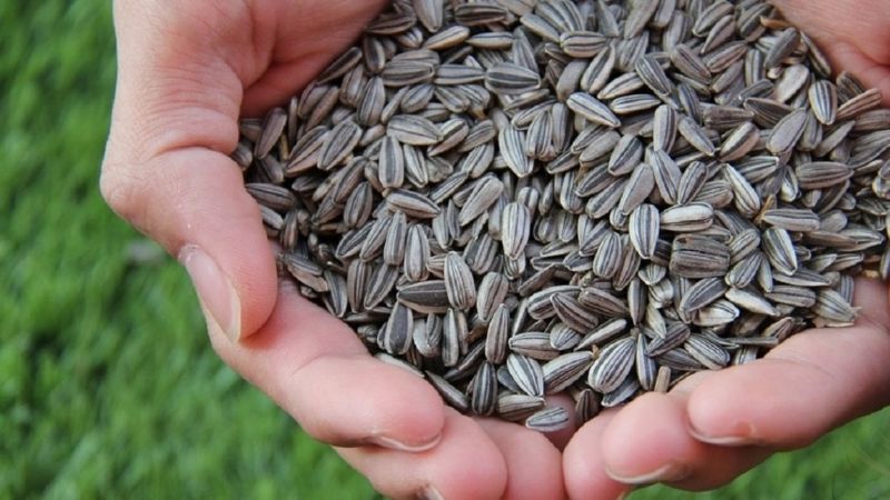 Prohíben en todo el país la venta de unas semillas de girasol y tres snacks