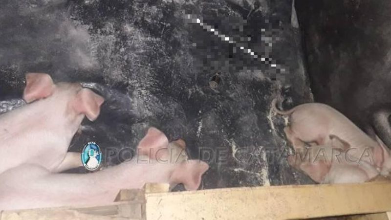 Secuestran cuatro animales porcinos en Valle Viejo