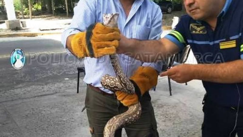 Capturan una lampalagua en una casa camino a El Rodeo