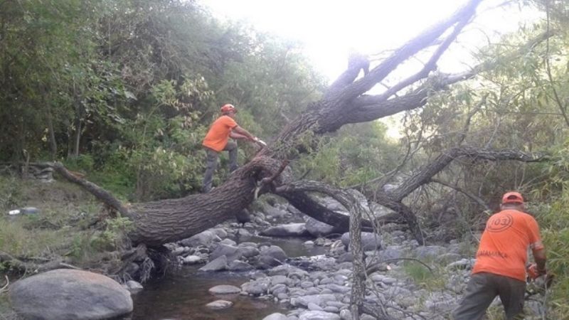 Retiran árbol que obstruía el cauce en el río El Tala