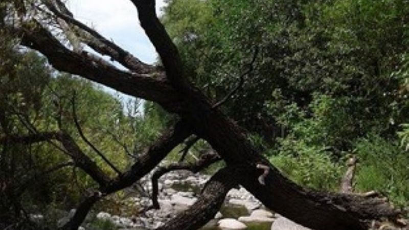 Retiran árbol que obstruía el cauce en el río El Tala