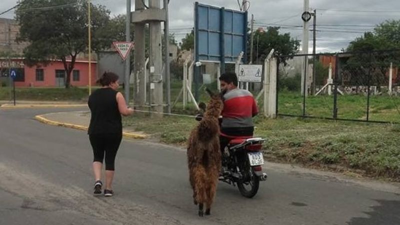 Un camélido en la ciudad
