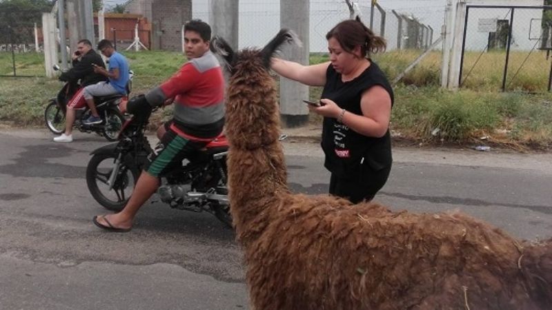 Un camélido en la ciudad