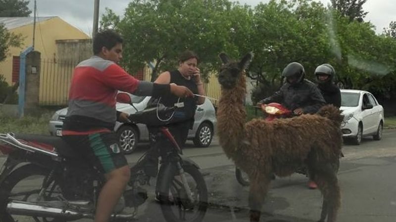 Un camélido en la ciudad