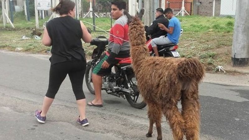 Un camélido en la ciudad